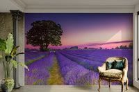 Soft purple lavender field wallpaper with golden hour light.

