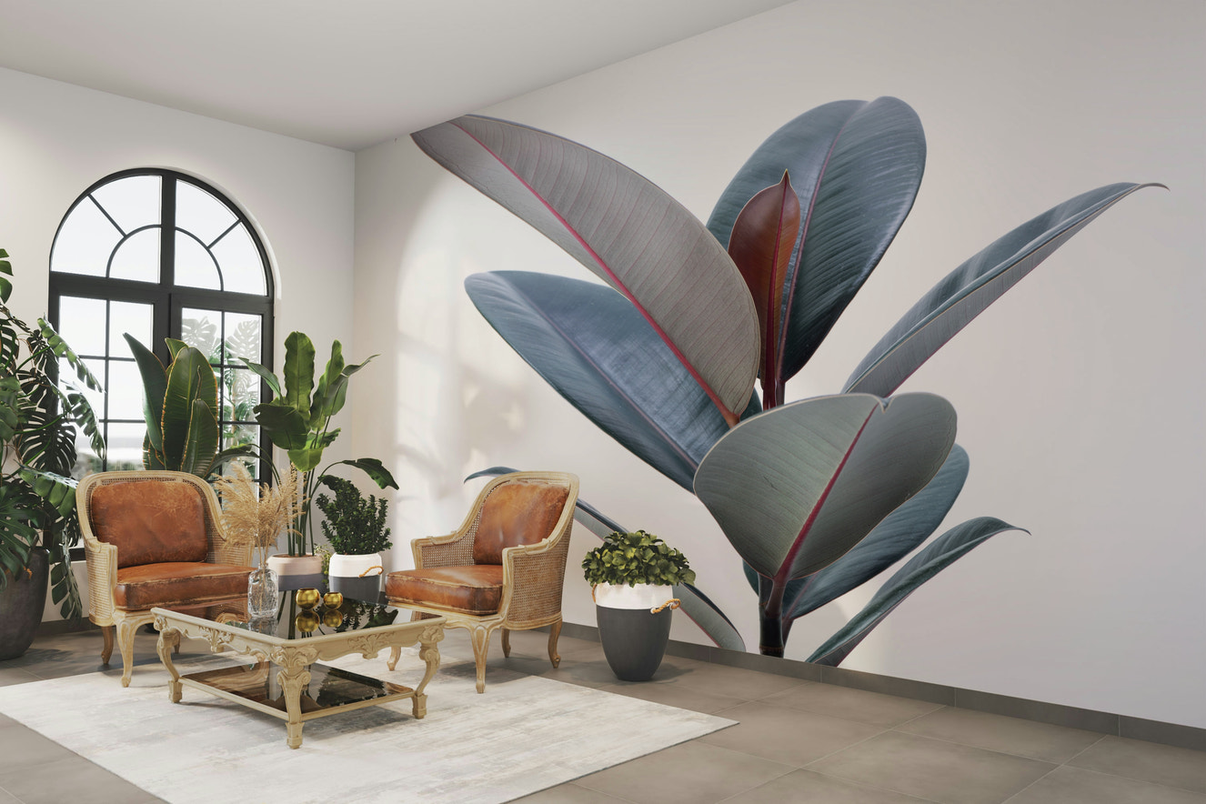 Rubber plant mural with large green glossy leaves

