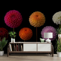 Dahlia flower mural wallpaper

