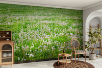 Lush green field with white dandelions
