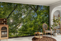 Dappled sunlight filtering through foliage.

