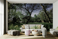 Lush green forest with tall trees.

