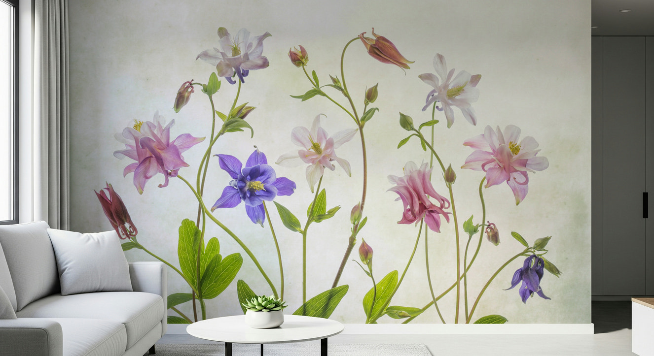 A beautiful soft focus floral wallpaper mural with columbine flowers.

