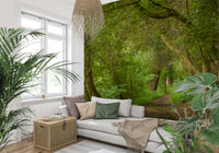 Calming wood path wallpaper dense overhead boughs quiet atmosphere.