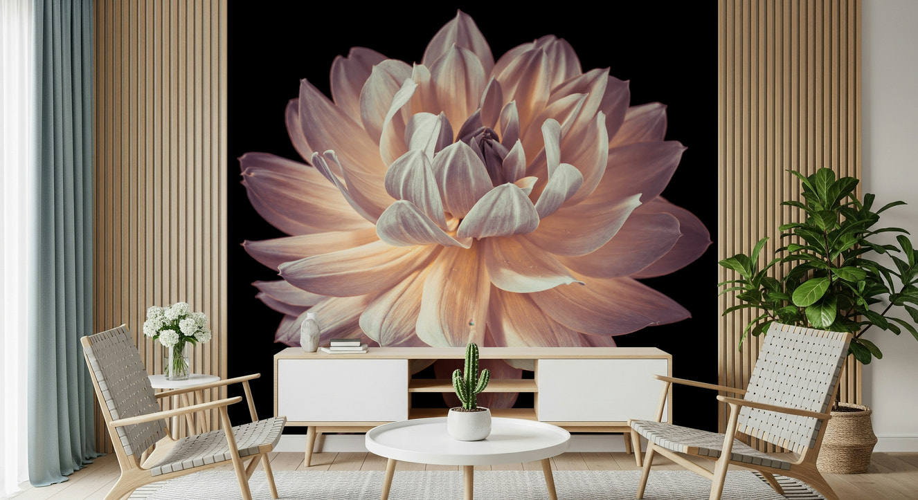 Blooming dahlia wall mural featuring a stunning close-up of layered petals in soft pastel hues.