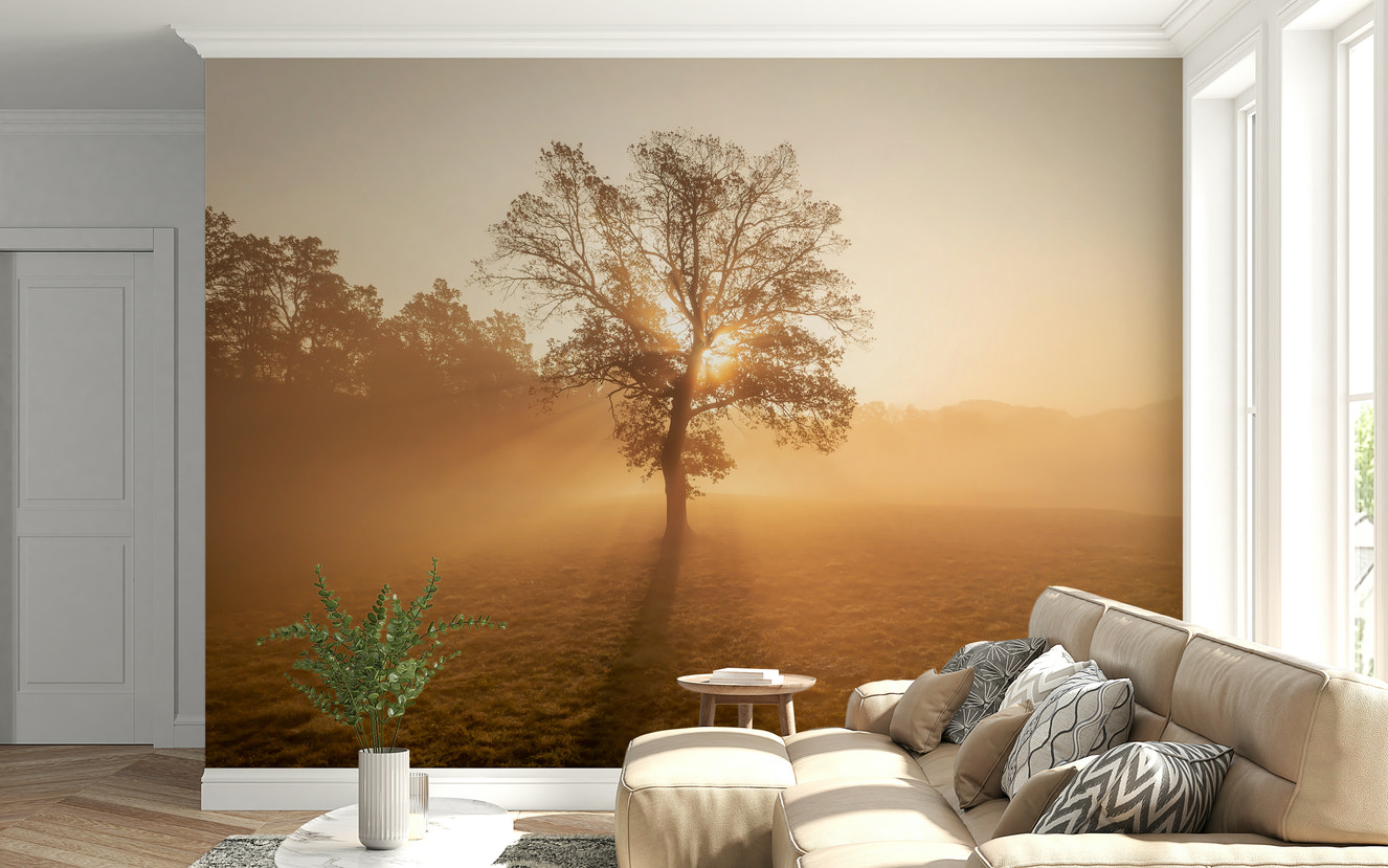 Solitary tree Golden Mist wall mural, radiant sunrise light.