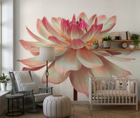 Soft Pink Dahlia wall mural, decorative botanical display.