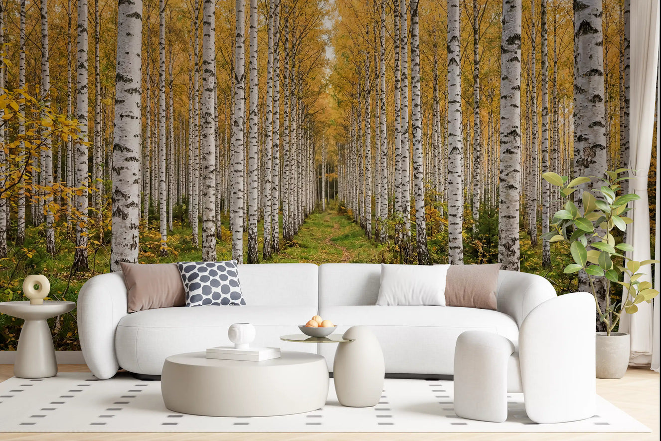Autumnal Birch wall mural in a bright modern living room