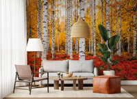 Golden Canopy Red Carpet wall mural showing birch trunks and fall colors
