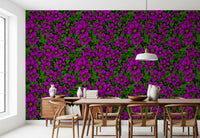 Bold magenta clematis blooms climbing lush vines on Pink Clematis Vine wallpaper