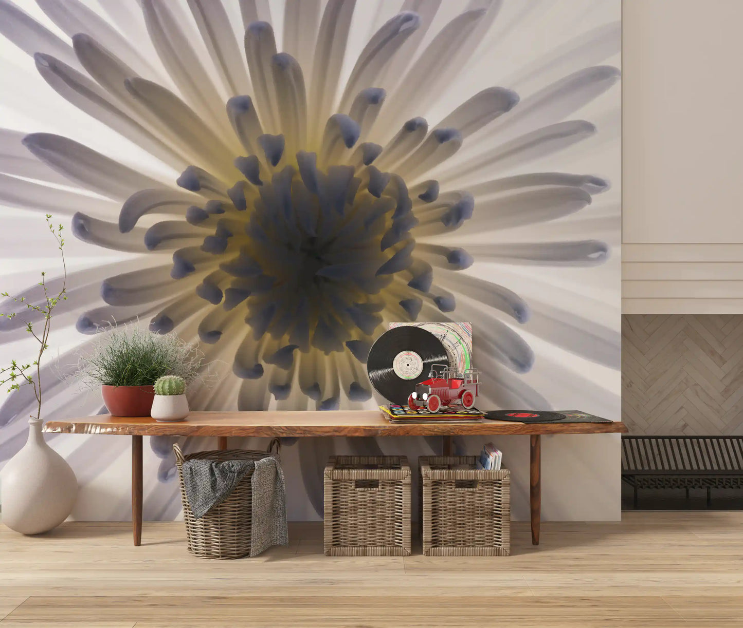 Luminous Petals wall mural shows one chrysanthemum opening in a wide spiral