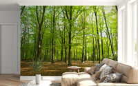 Sunlit Spring Beech Grove Wall Mural