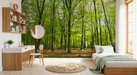 Sunlit Spring Beech Grove Wall Mural