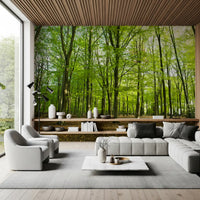 Sunlit Spring Beech Grove Wall Mural