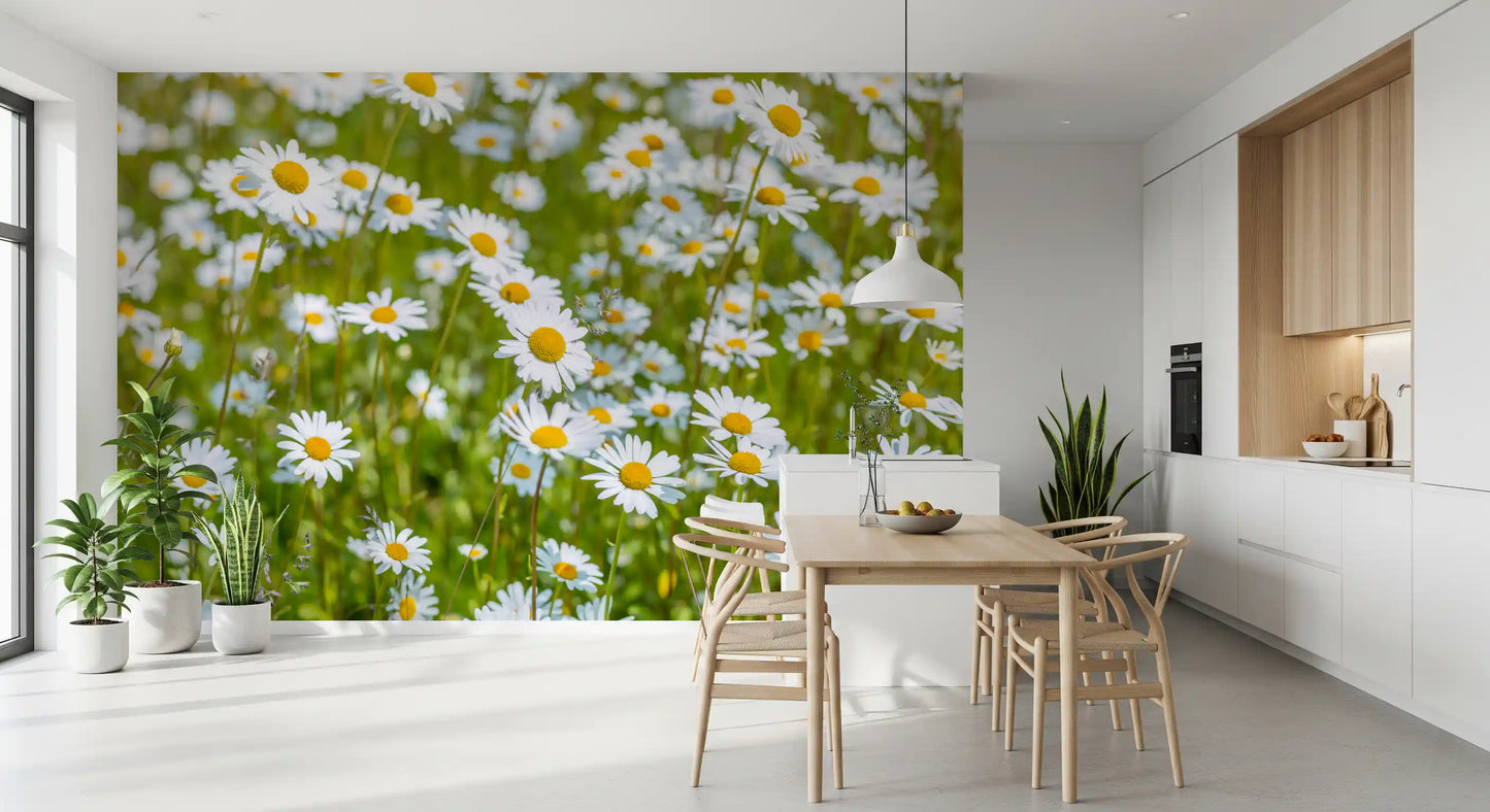 Sunlit Daisy Meadow Wall Mural
