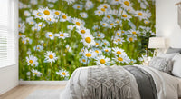 Sunlit Daisy Meadow Wall Mural