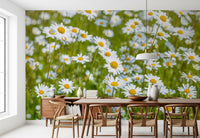 Sunlit Daisy Meadow Wall Mural