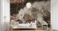 White Persian Cat on Mediterranean Tiles Wall Mural