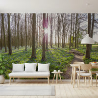 Woodland Morning Sunlight Wall Mural