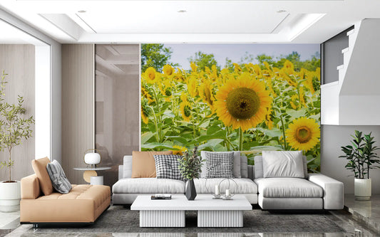 Golden Sunflower Field Meadow Wall Mural