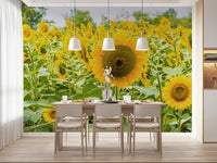 Golden Sunflower Field Meadow Wall Mural