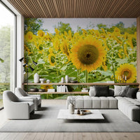 Golden Sunflower Field Meadow Wall Mural