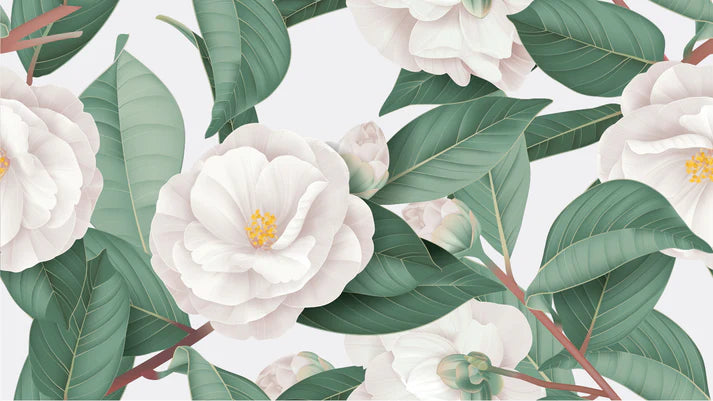 White Camellia Flowers Wallpaper Mural in your room — zoomed