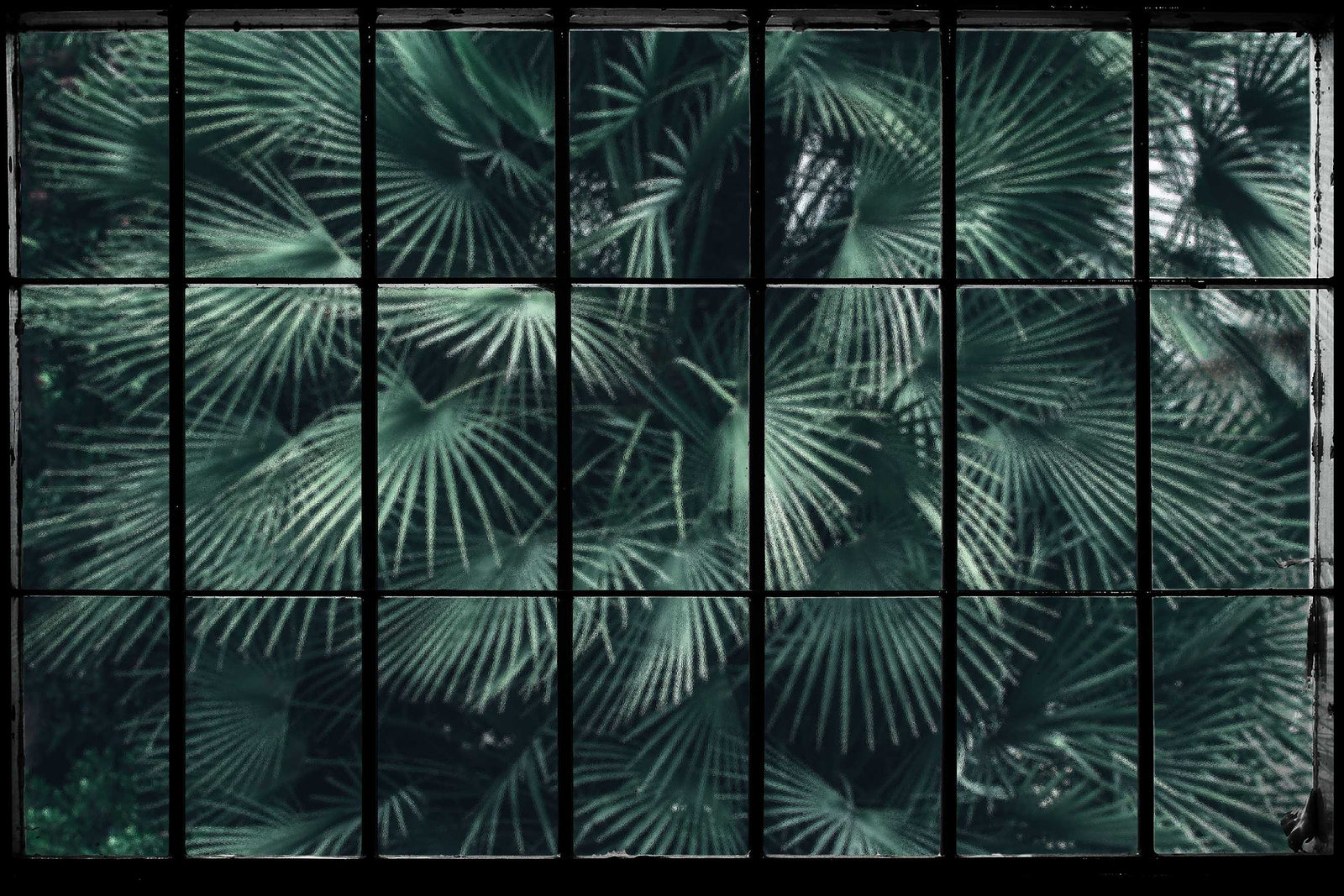 Lush Jungle Window Wallpaper