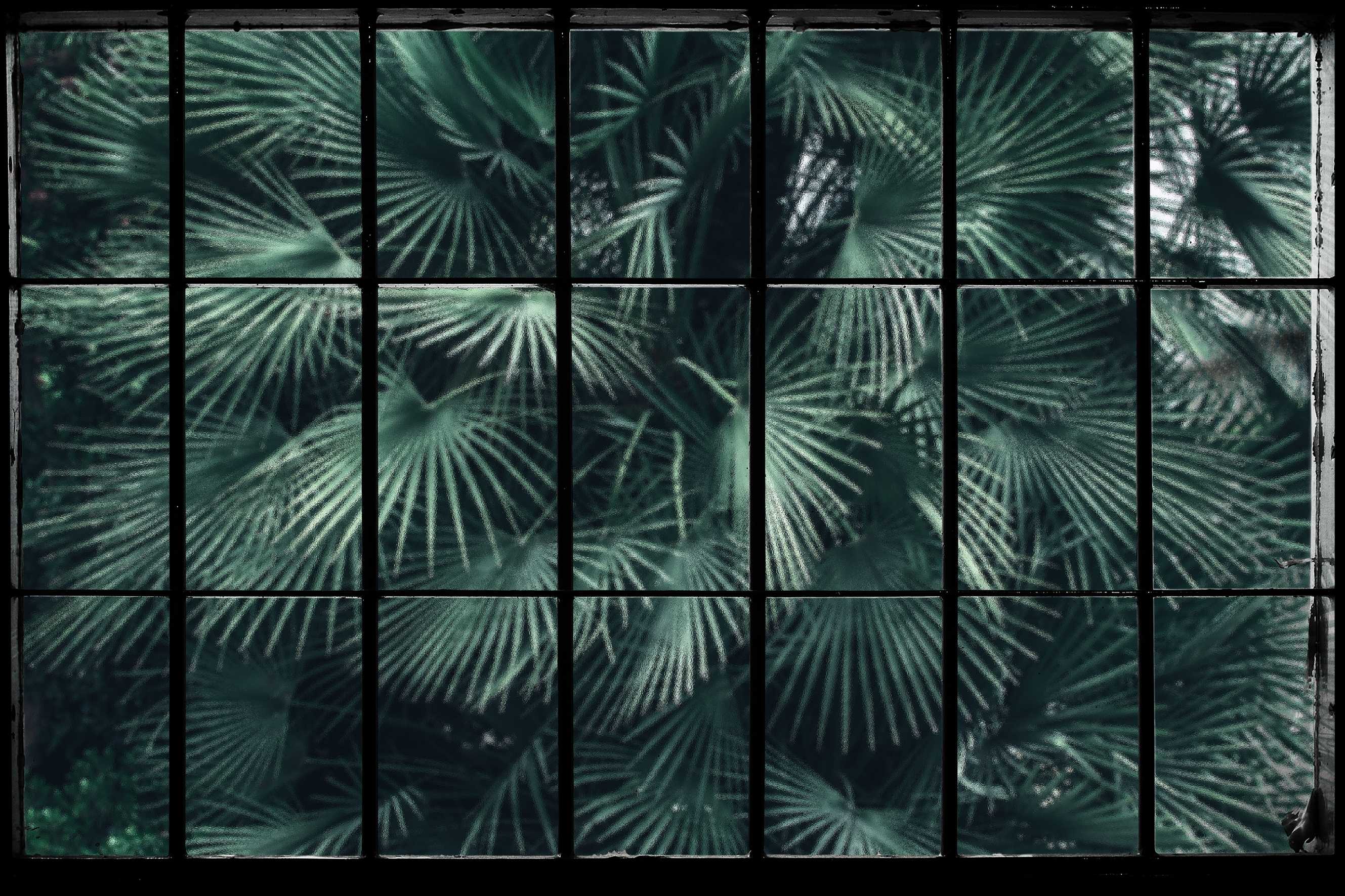 Lush Jungle Window Wallpaper in your room — zoomed