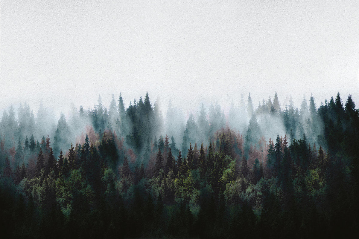 Misty Forest Fog Wall Mural in your room — zoomed