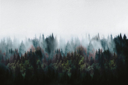 Misty Forest Fog Wall Mural