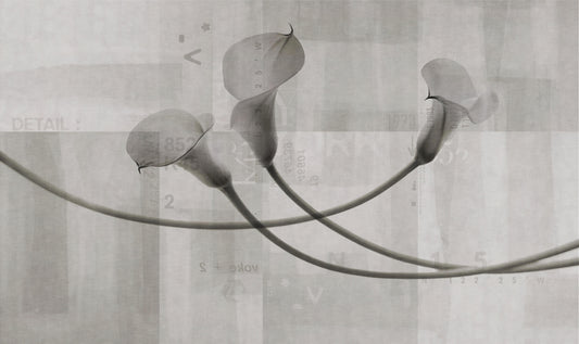 Monochrome Calla Lily Floral ArT Wall Mural