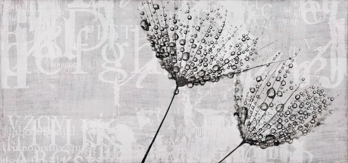 Monochrome Dandelion Water Droplet Art Mural