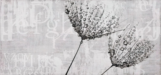 Monochrome Dandelion Water Droplet Art Mural