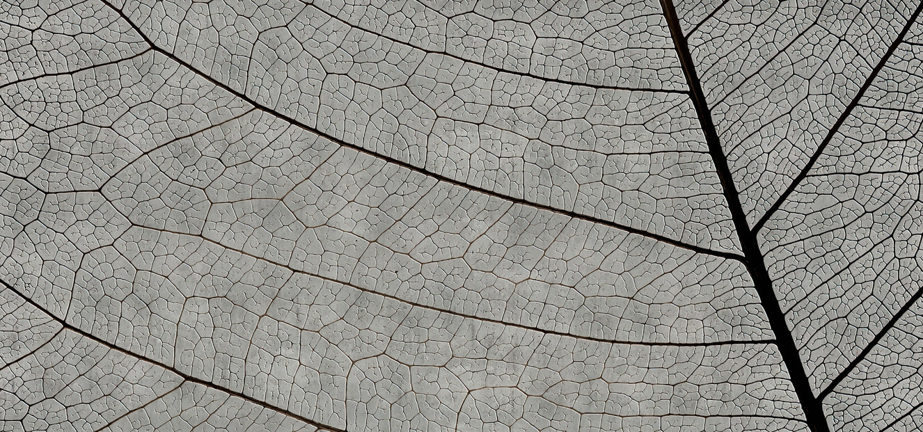 Monochrome Leaf Vein Texture Wallpaper