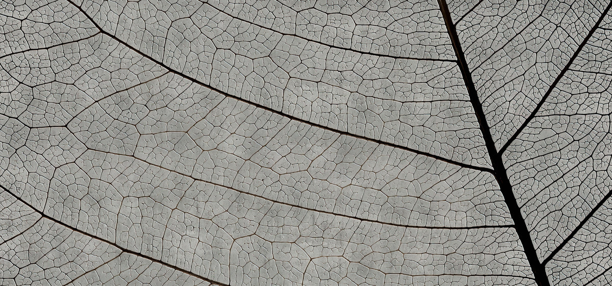 Monochrome Leaf Vein Texture Wallpaper in your room