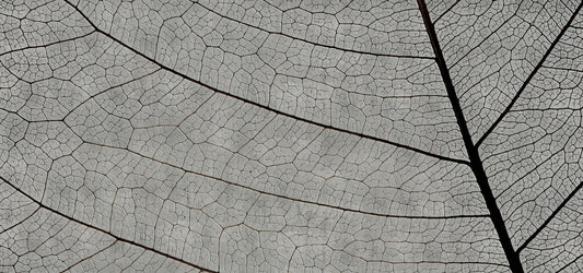 Monochrome Leaf Vein Texture Wallpaper