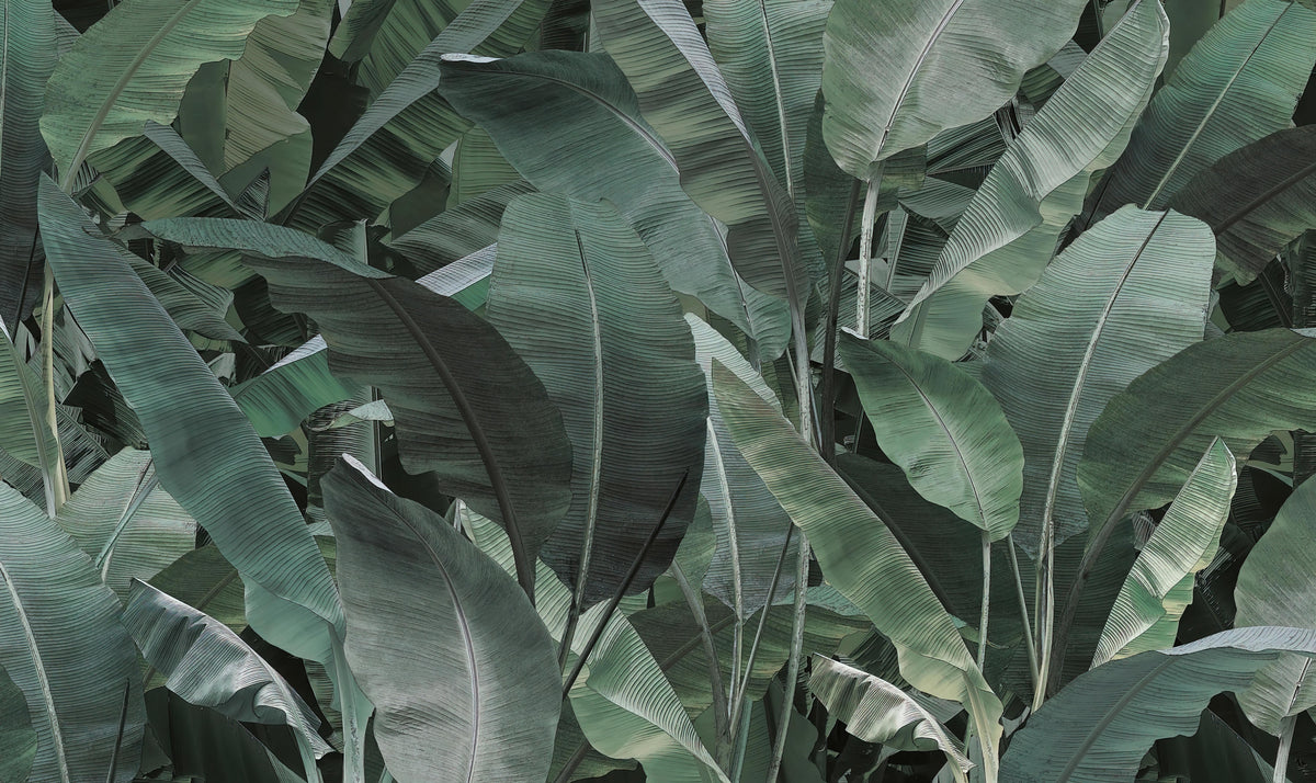 Lush Tropical Banana Leaf Wallpaper in your room — zoomed