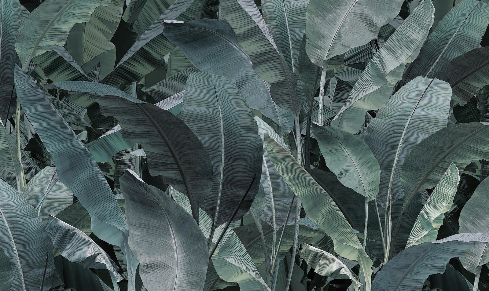 Tropical Banana Leaf Wallpaper Mural in your room