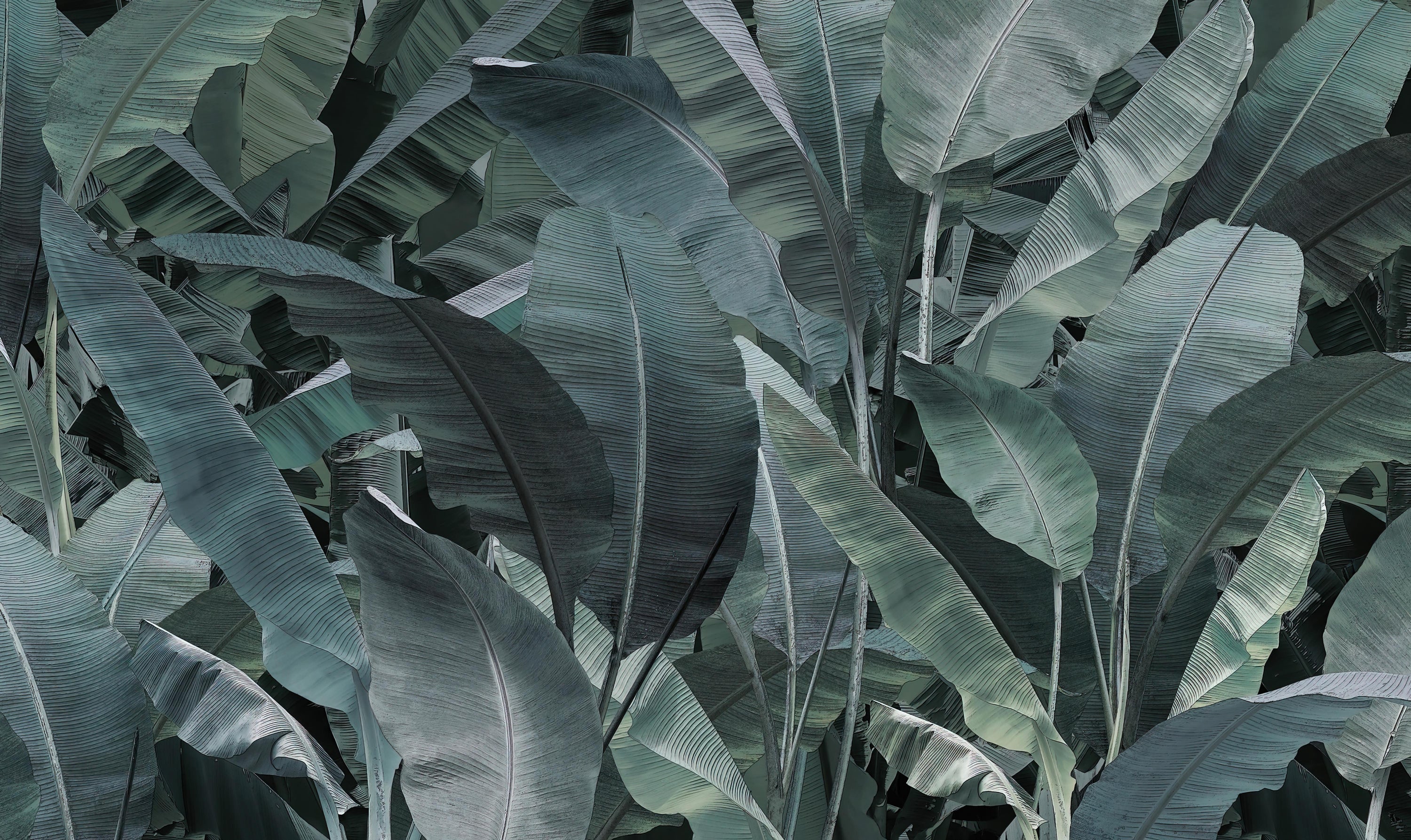 Tropical Banana Leaf Wallpaper Mural in your room — zoomed
