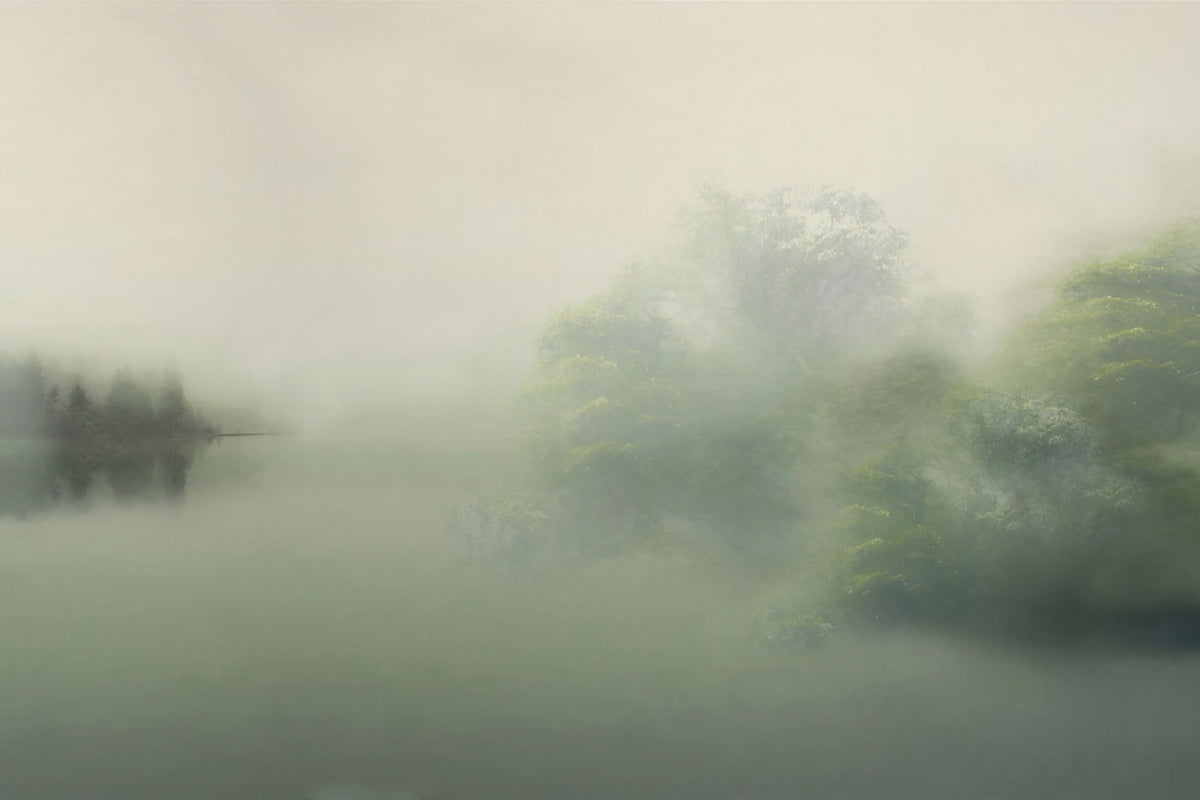 Misty Forest Wall Mural in your room — zoomed