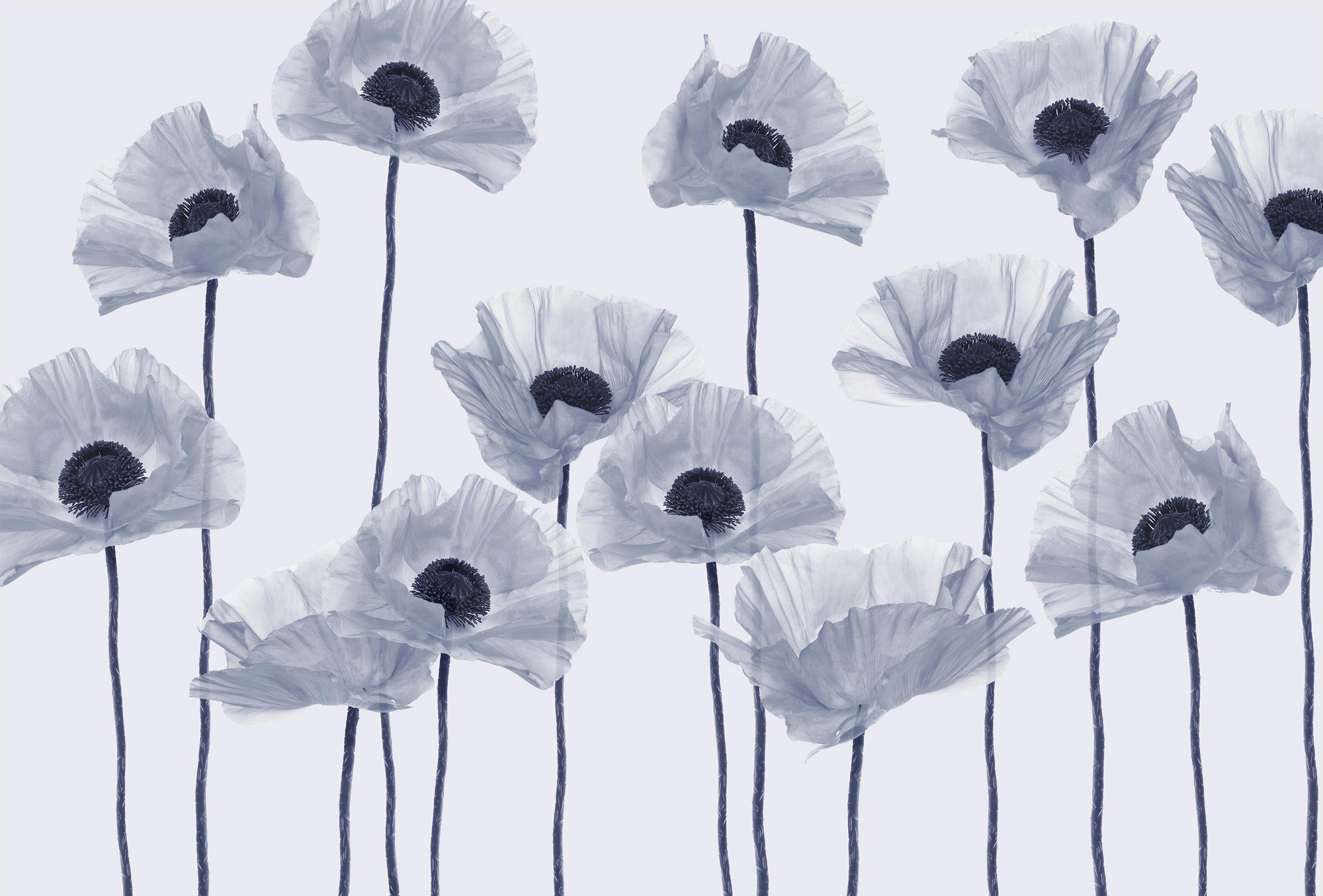 Modern Blue Poppy Wall Mural