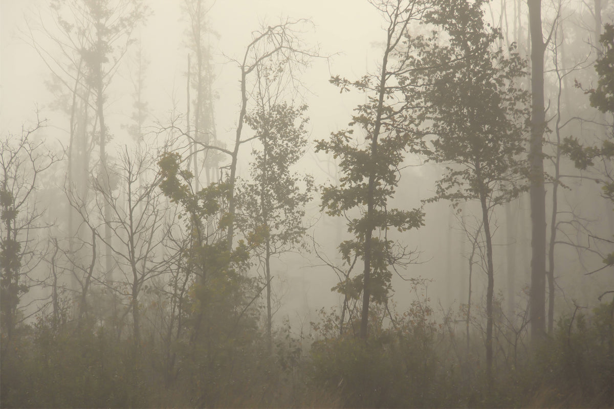 Foggy Forest Nature Wall Mural in your room — zoomed