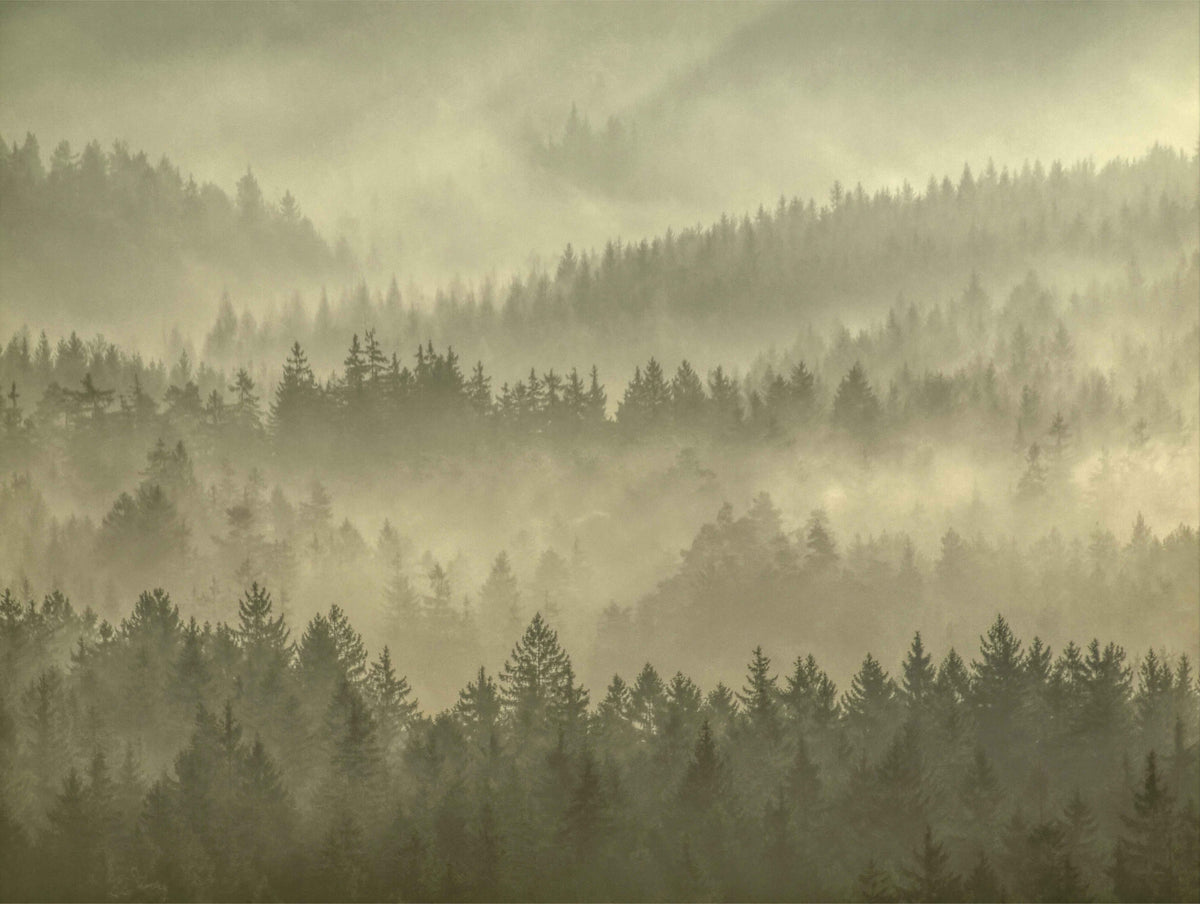 Golden Misty Forest Wall Mural in your room
