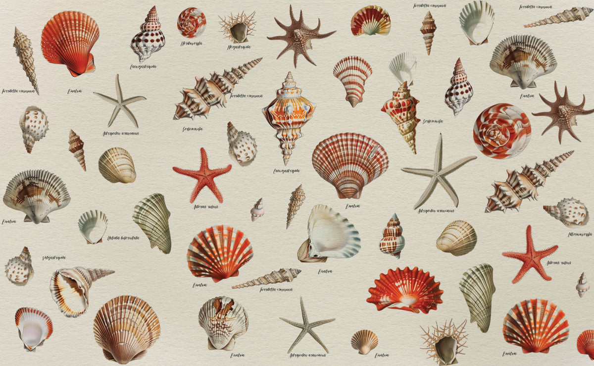 Coastal Memories Seashell Wallpaper in your room