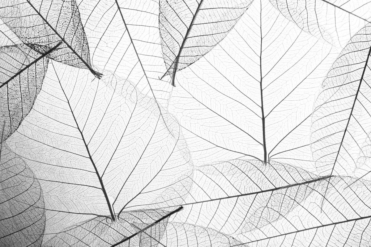 Black & White Large Veins Leaves Wallpaper Mural in your room — zoomed