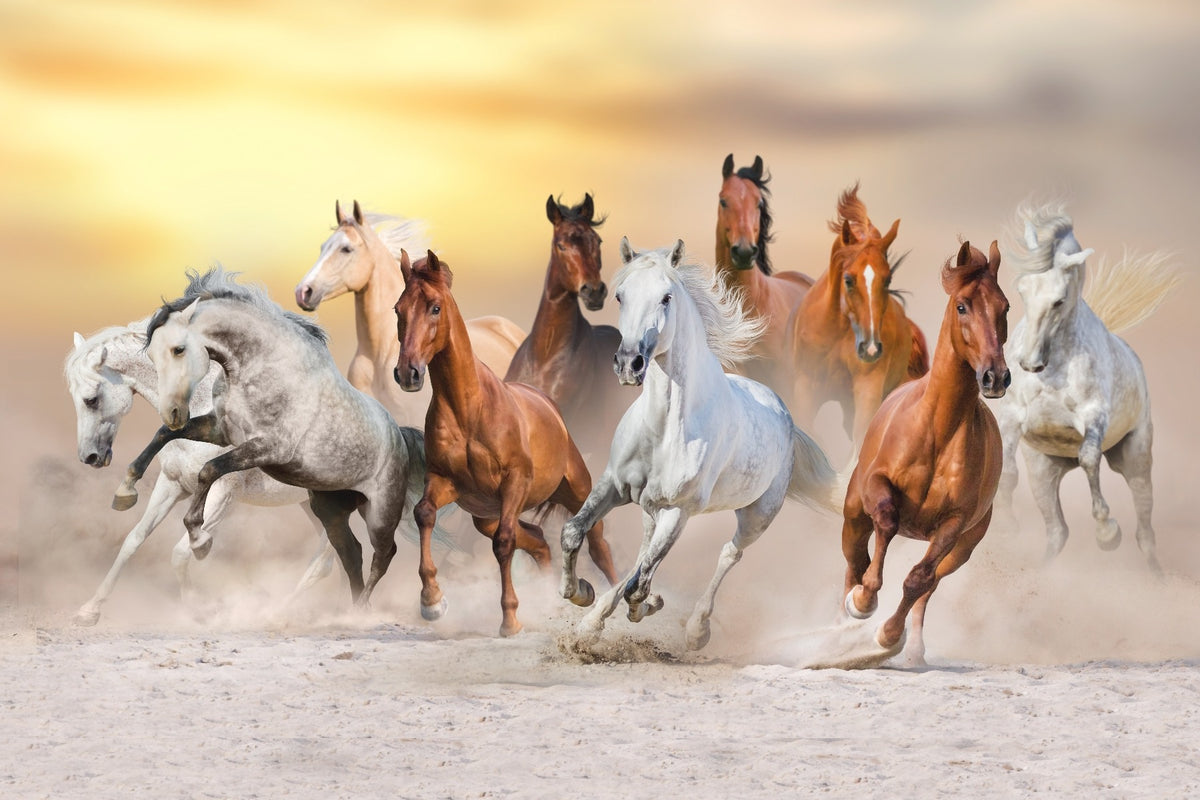 Fiery Running Horses Wallpaper Mural in your room — zoomed