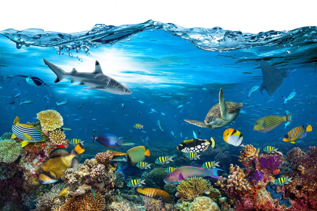 Underwater Splash with Corel Reef Wallpaper in your room — zoomed