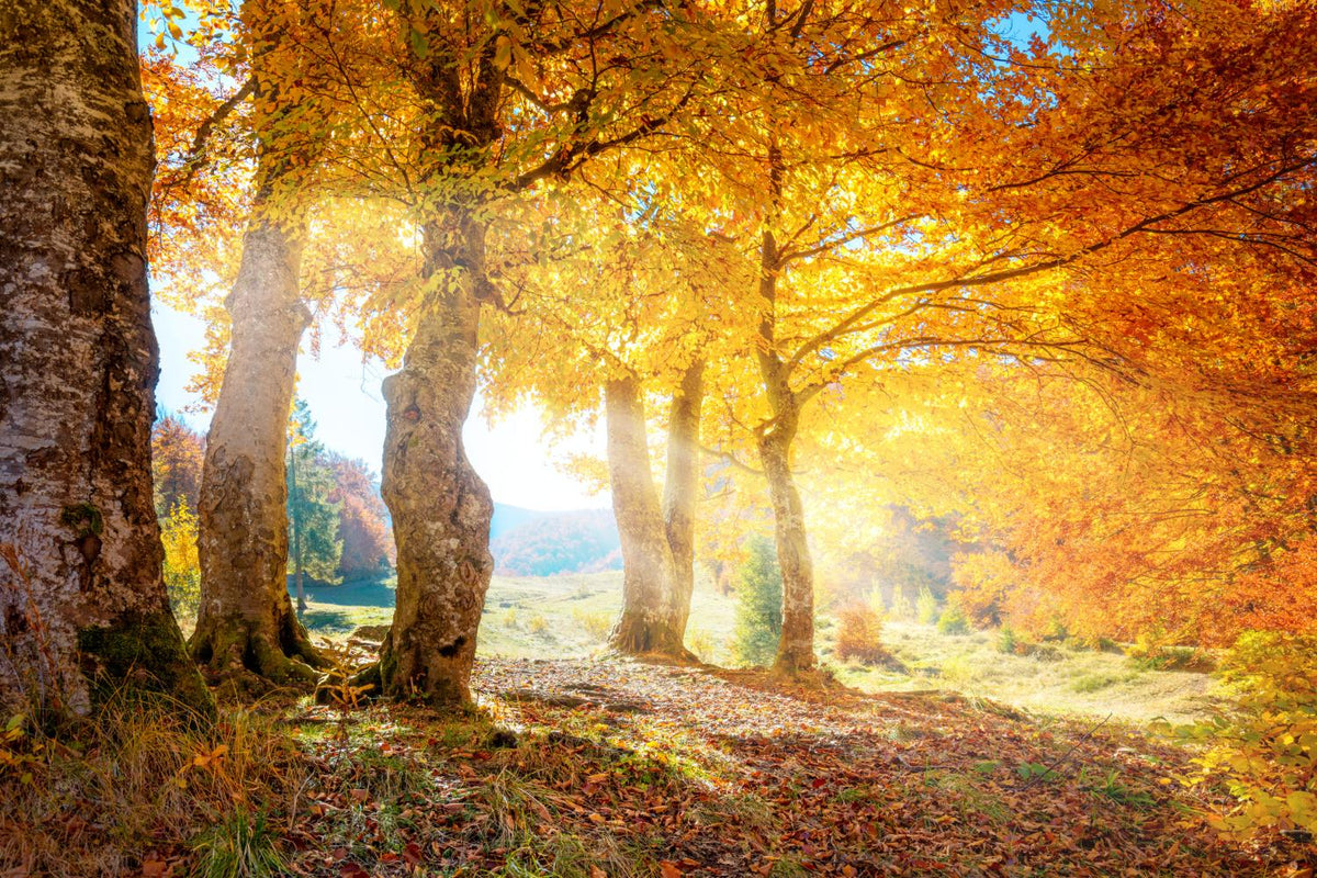 Yellow Autumn Leaves Forest Wallpaper Mural in your room — zoomed