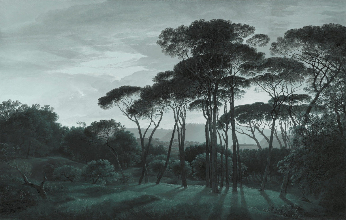 Dark Green Misty Forest Tree Wallpaper Murals in your room
